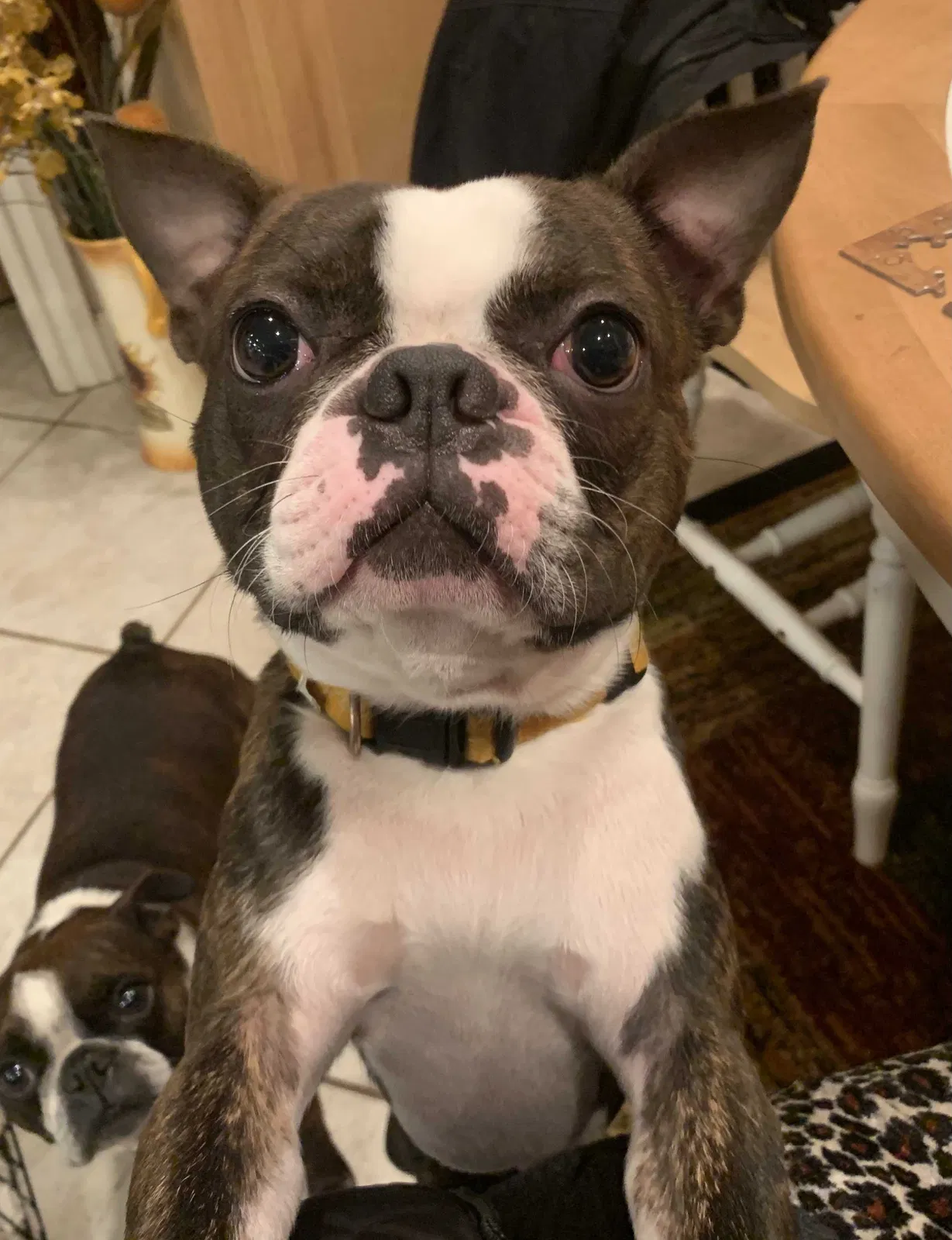 Lost dog in Woodland, CA, 95695
