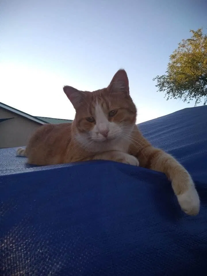 Lost cat in Albuquerque, NM, 87114