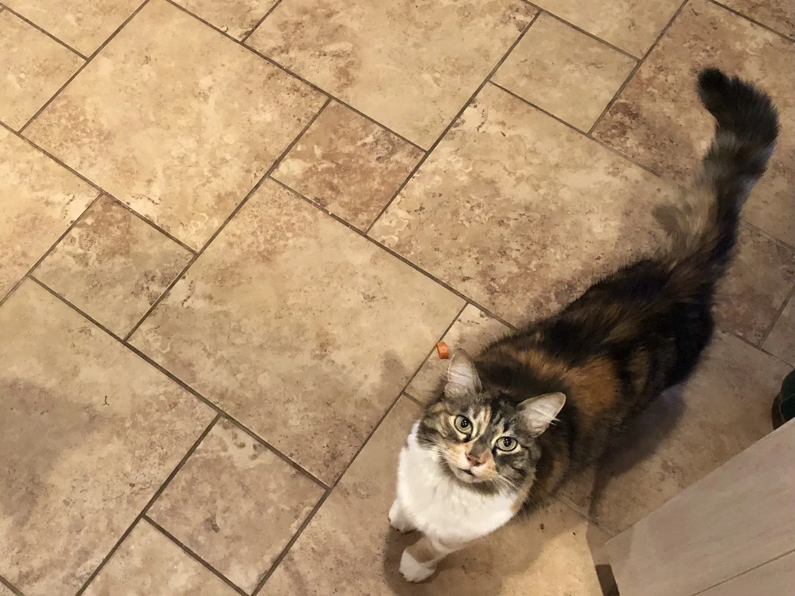 Lost cat in Mercedes, TX, 78570
