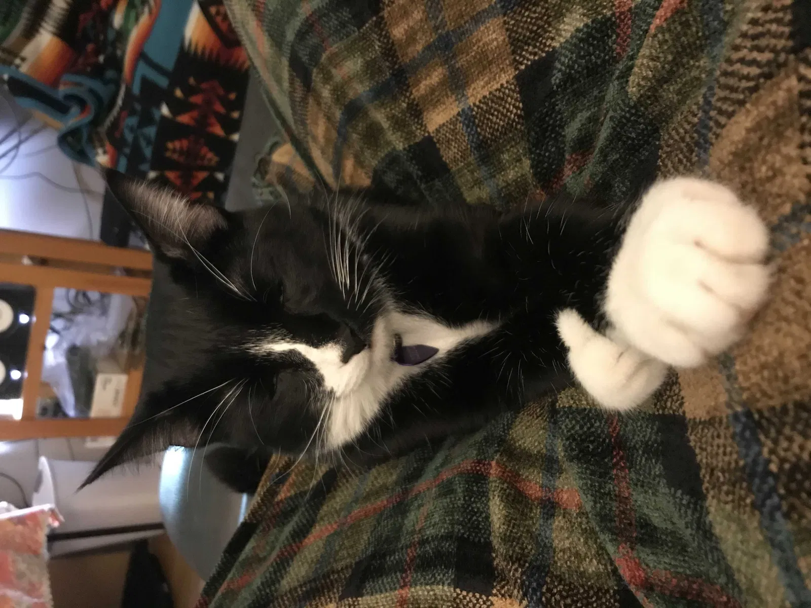Lost cat in Seattle, WA, 98177
