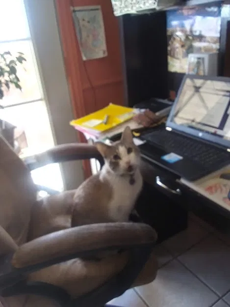 Lost cat in Rio Rancho, NM, 87124