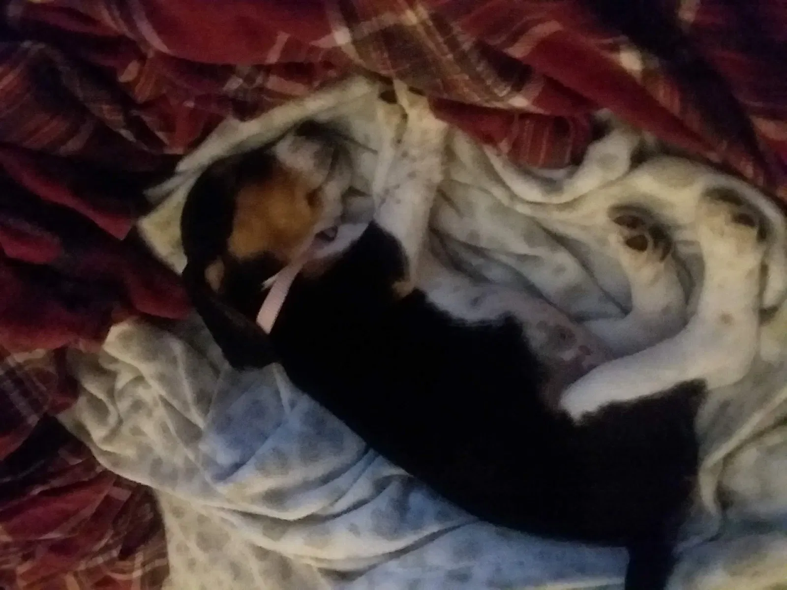 Lost dog in Cincinnati, OH, 45204