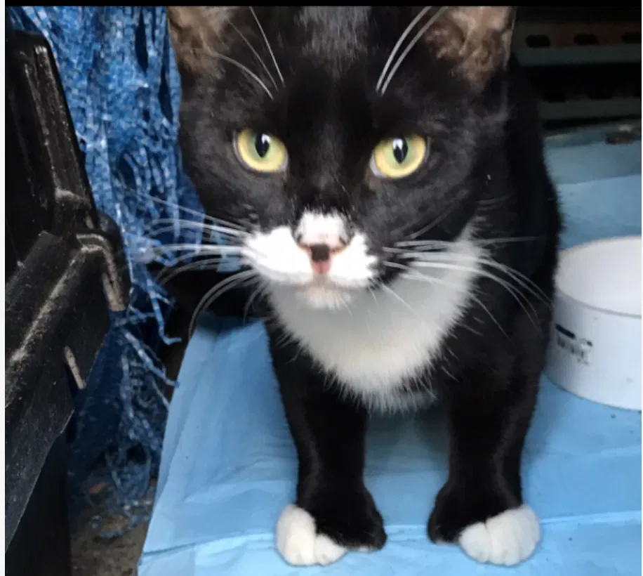 Lost cat in Ronkonkoma, NY, 11779