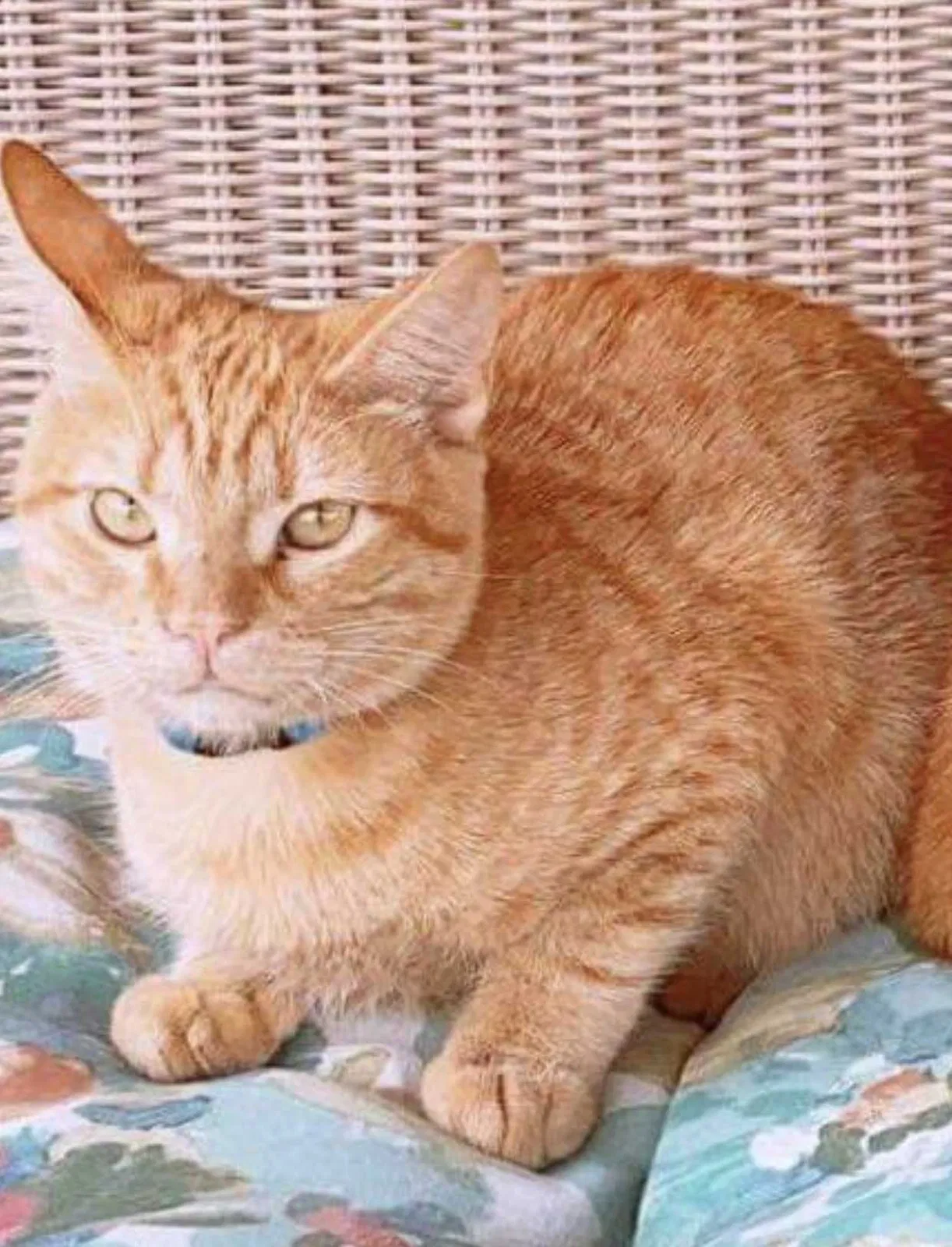 Lost cat in Duncanville, TX, 75116