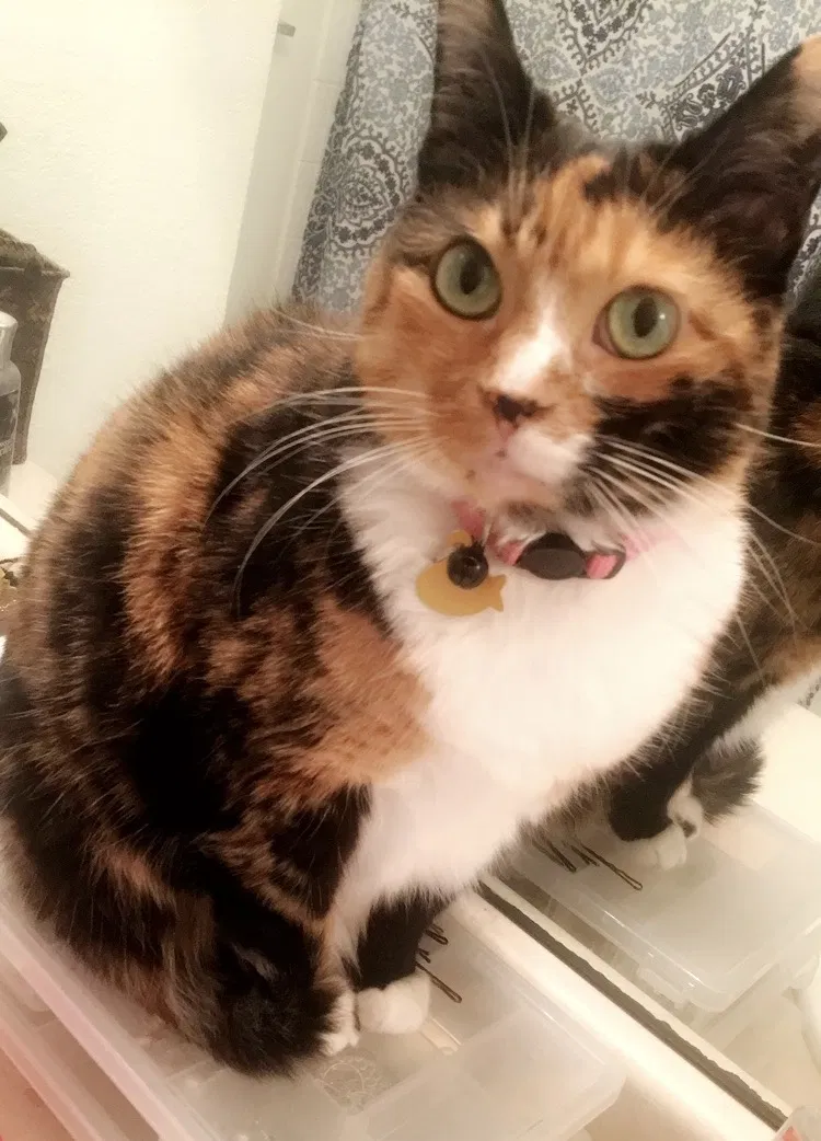 Lost cat in Summerville, SC, 29483