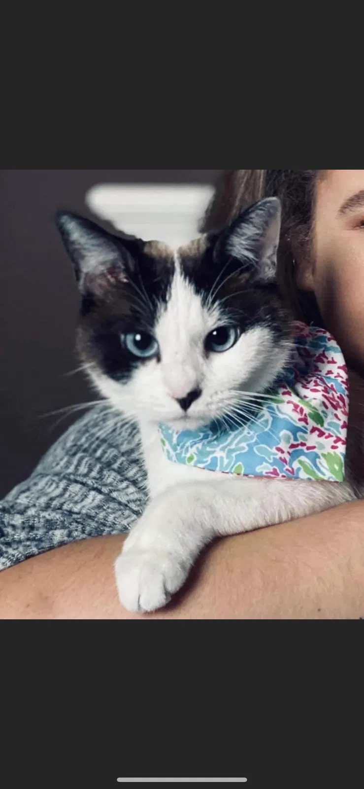 Lost cat in Oscar, LA, 70762