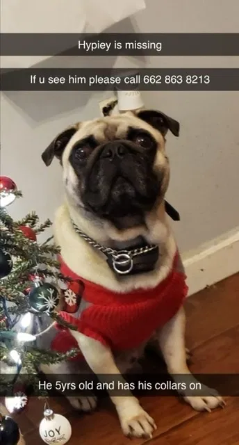 Lost dog in Southaven, MS, 38671
