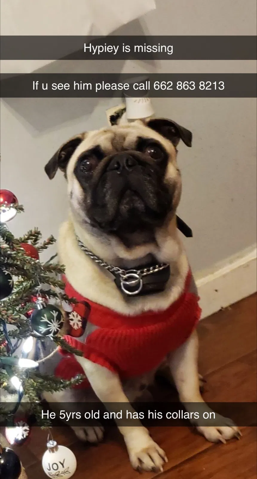 Lost dog in Southaven, MS, 38671