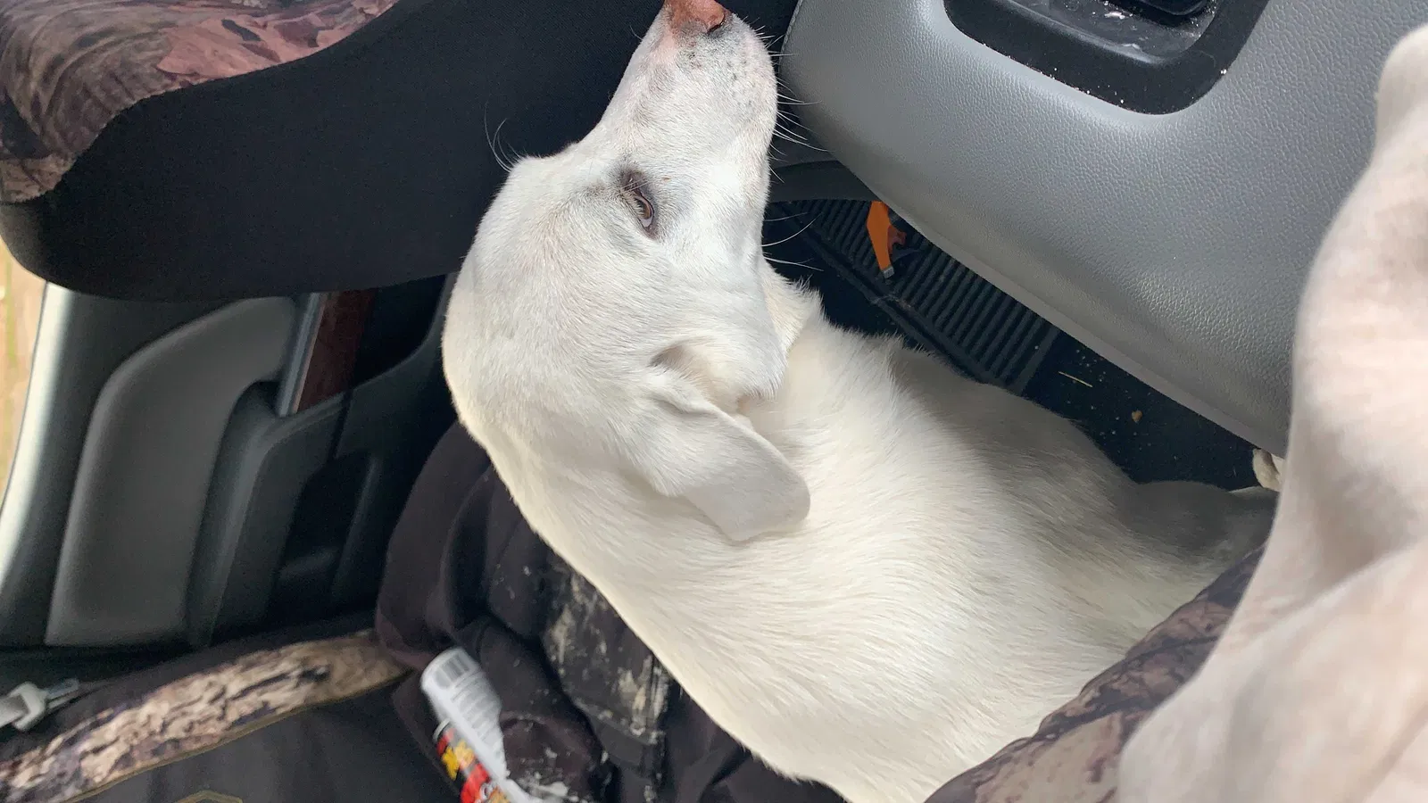 Lost dog in Horn Lake, MS, 38637