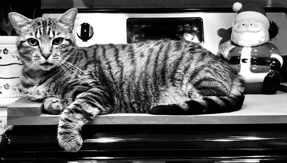 Lost cat in Simpsonville, SC, 29680