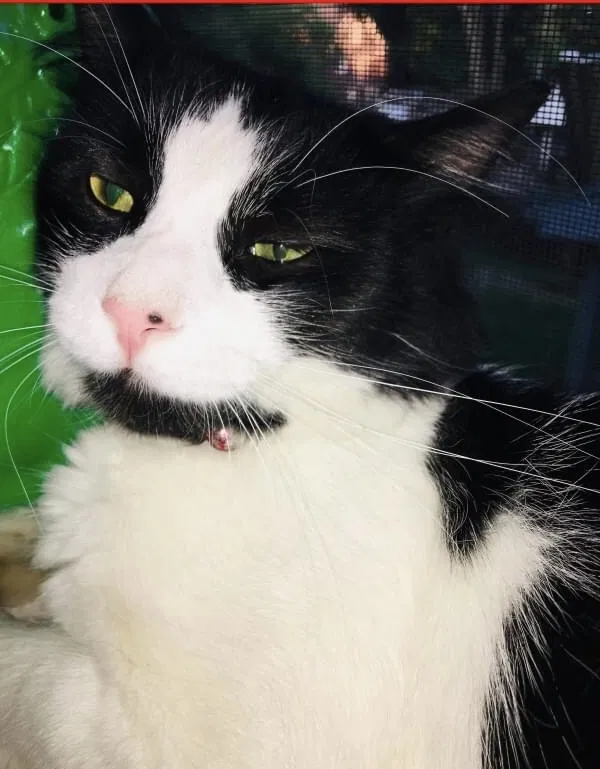 Lost cat in Canton, OH, 44703