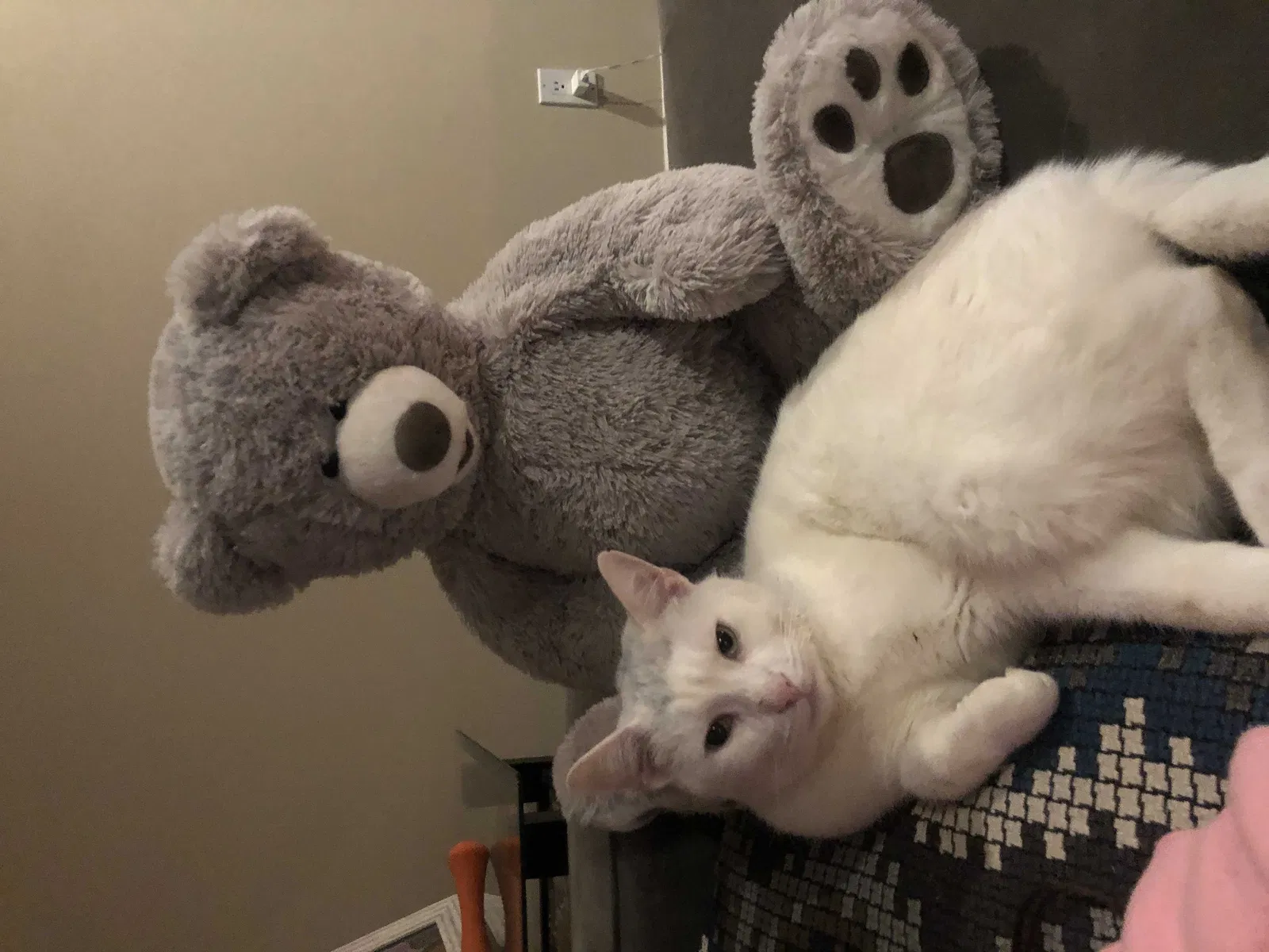 Lost cat in Easton, CT, 6612