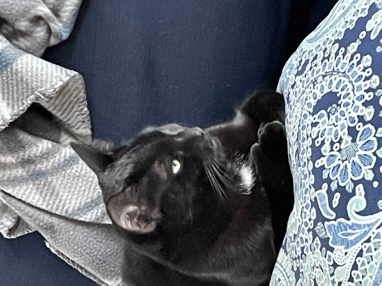 Lost cat in Holyoke, MA, 1040