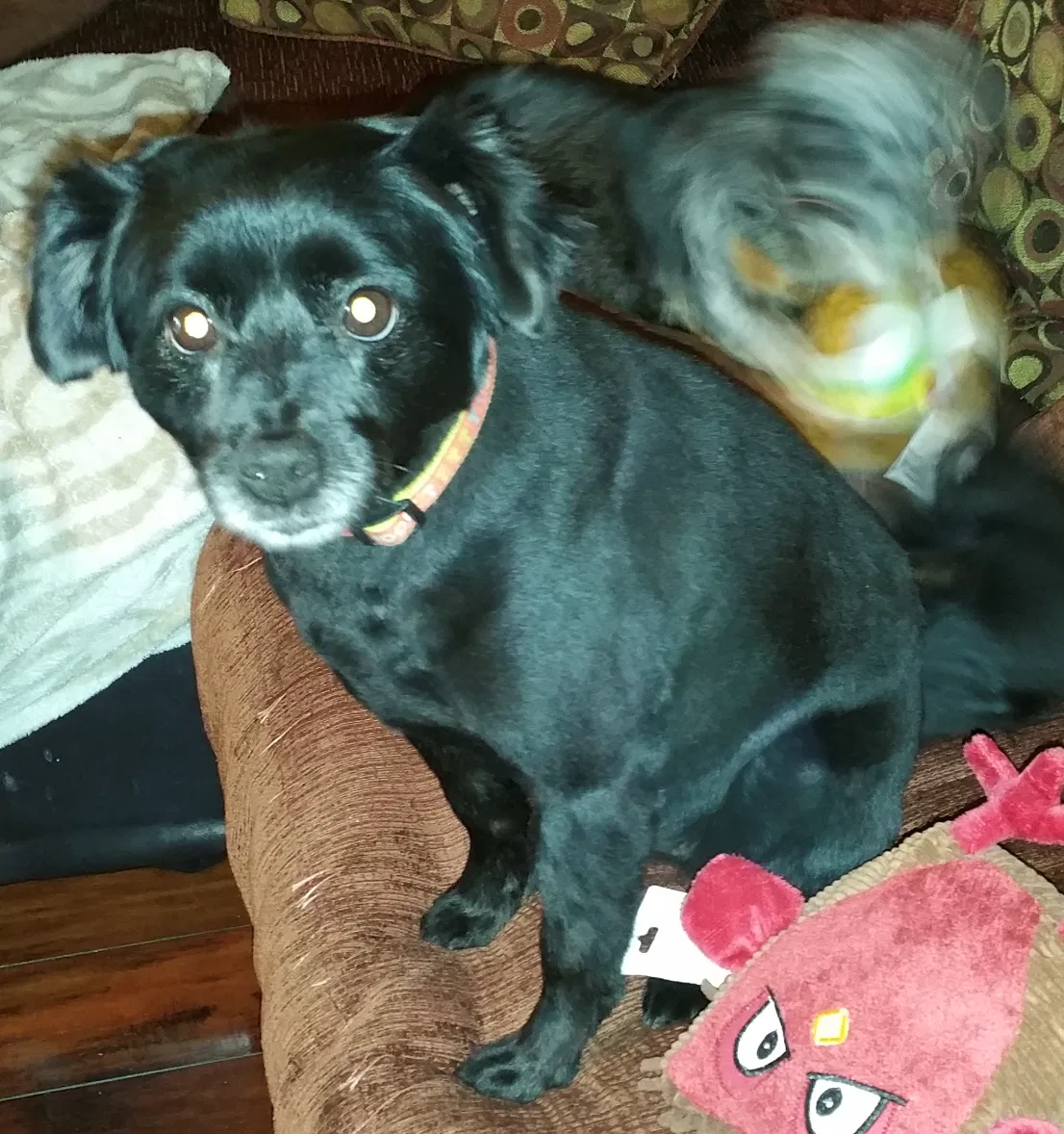 Lost dog in Bixby, OK, 74008