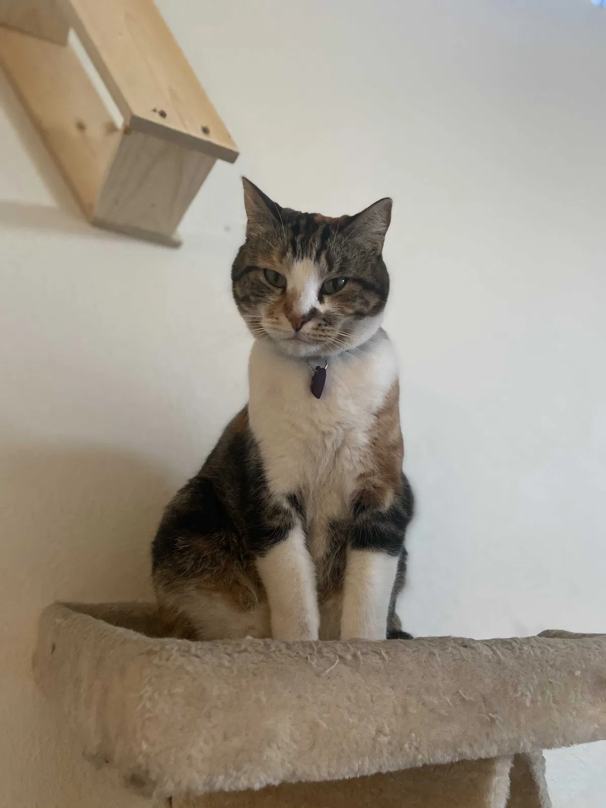 Lost cat in Albuquerque, NM, 87111