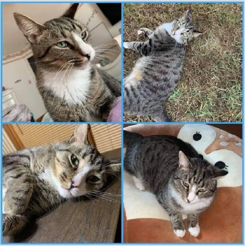 Lost cat in Cleveland, TN, 37311