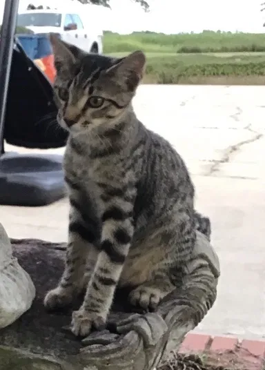 Lost cat in Duson, LA, 70529