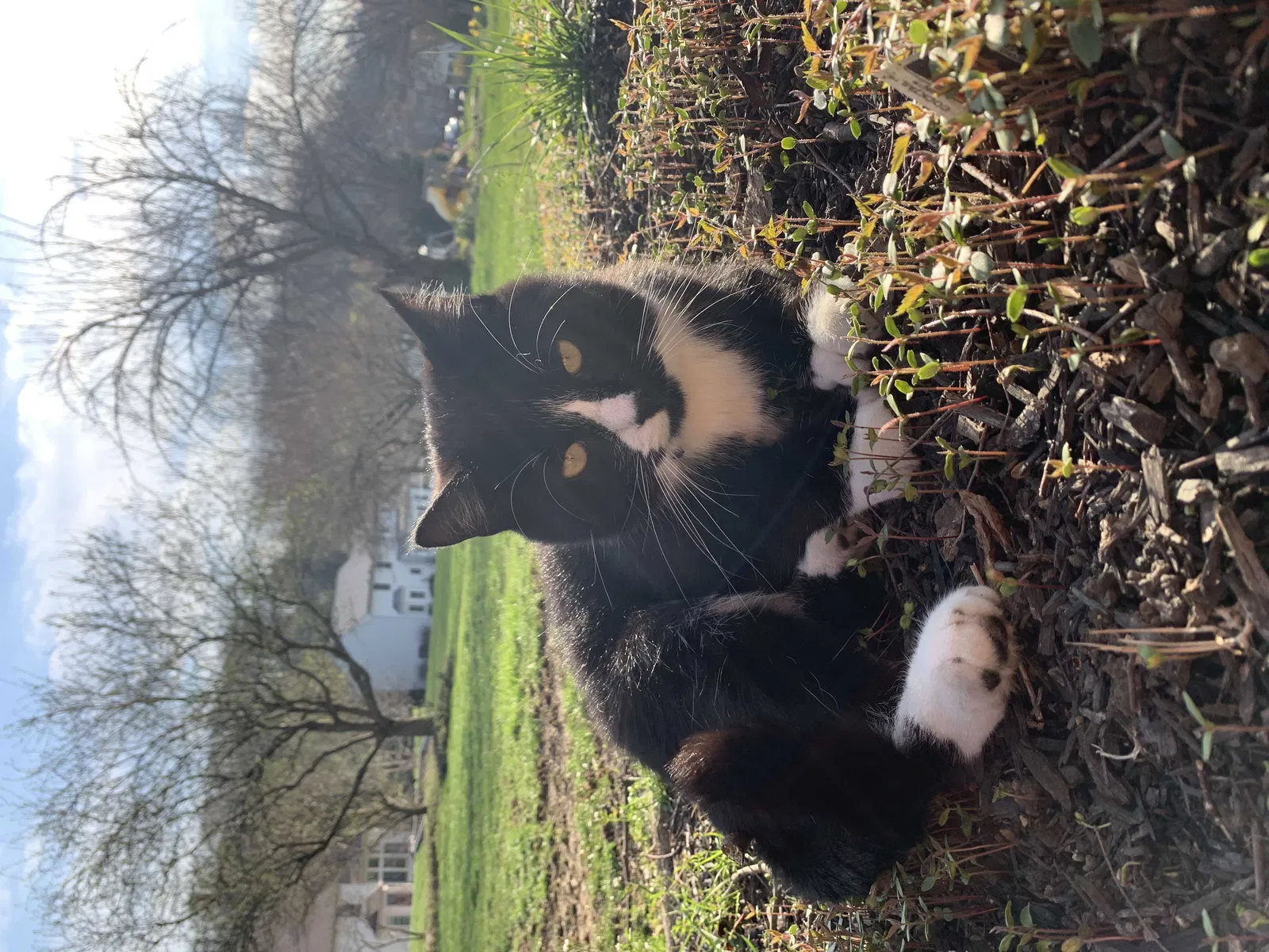 Lost cat in Lancaster, PA, 17601