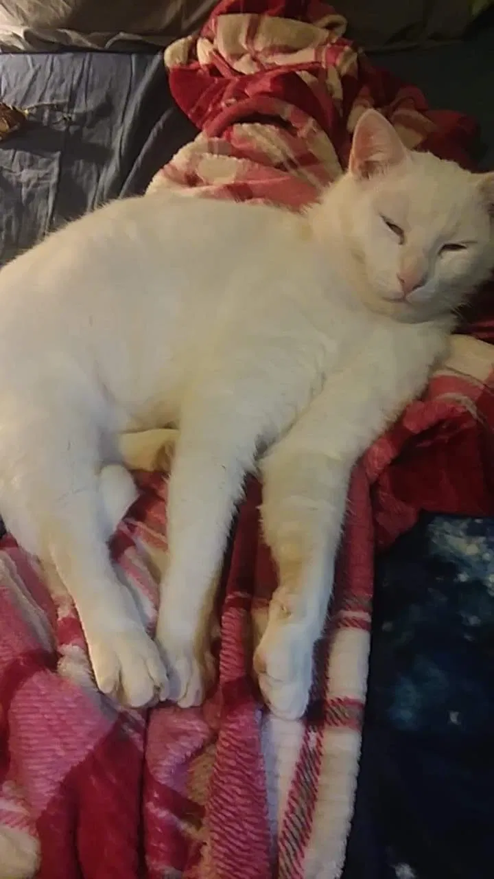 Lost cat in Fayetteville, AR, 72701