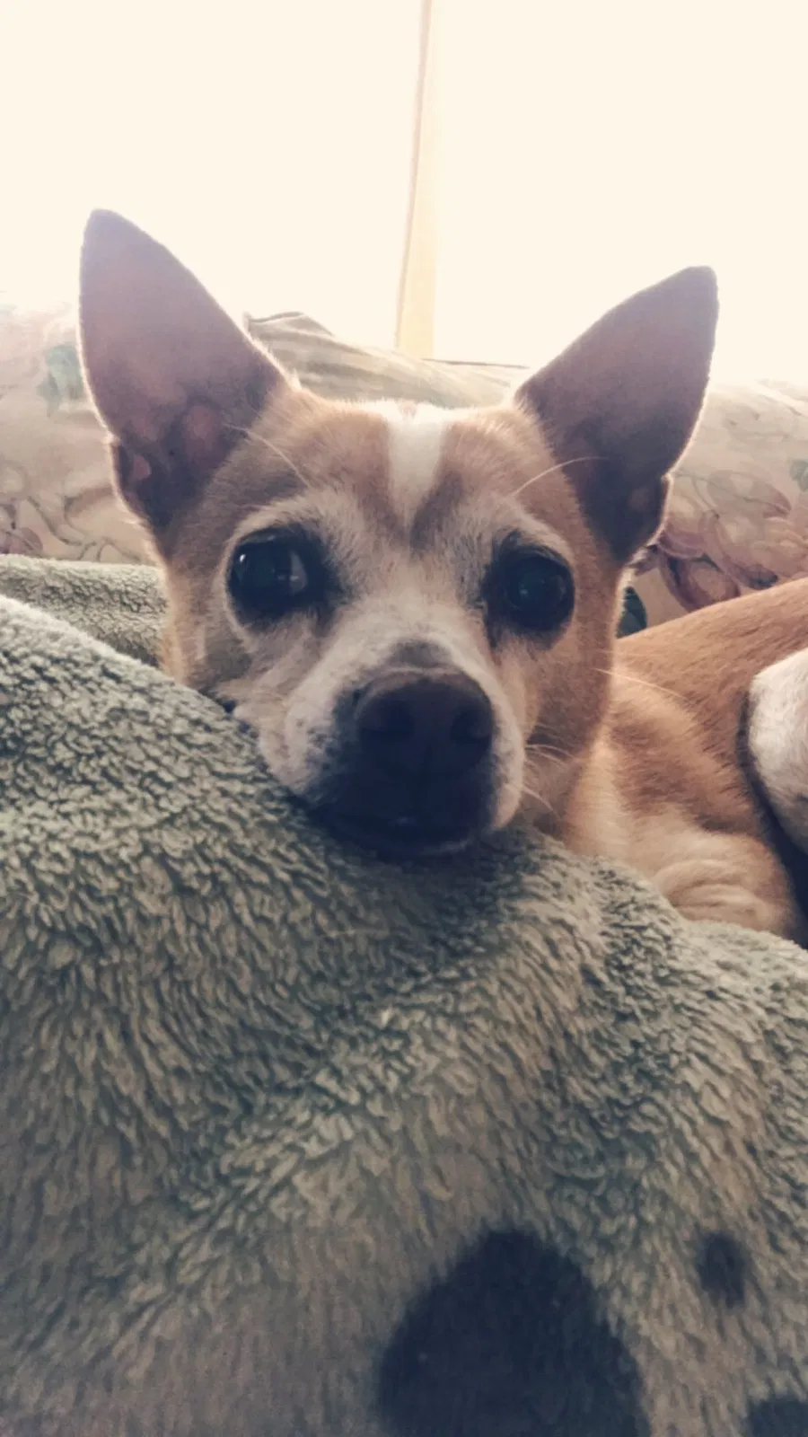 Lost dog in Concord, NC, 28025