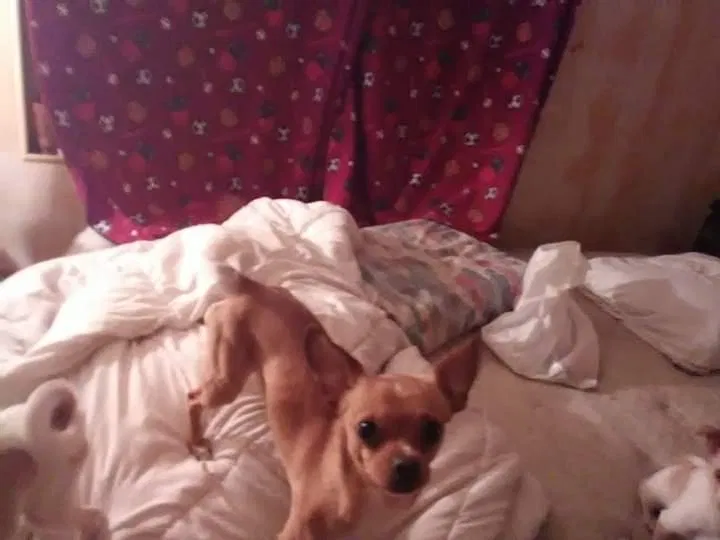 Lost dog in Tollhouse, CA, 93667