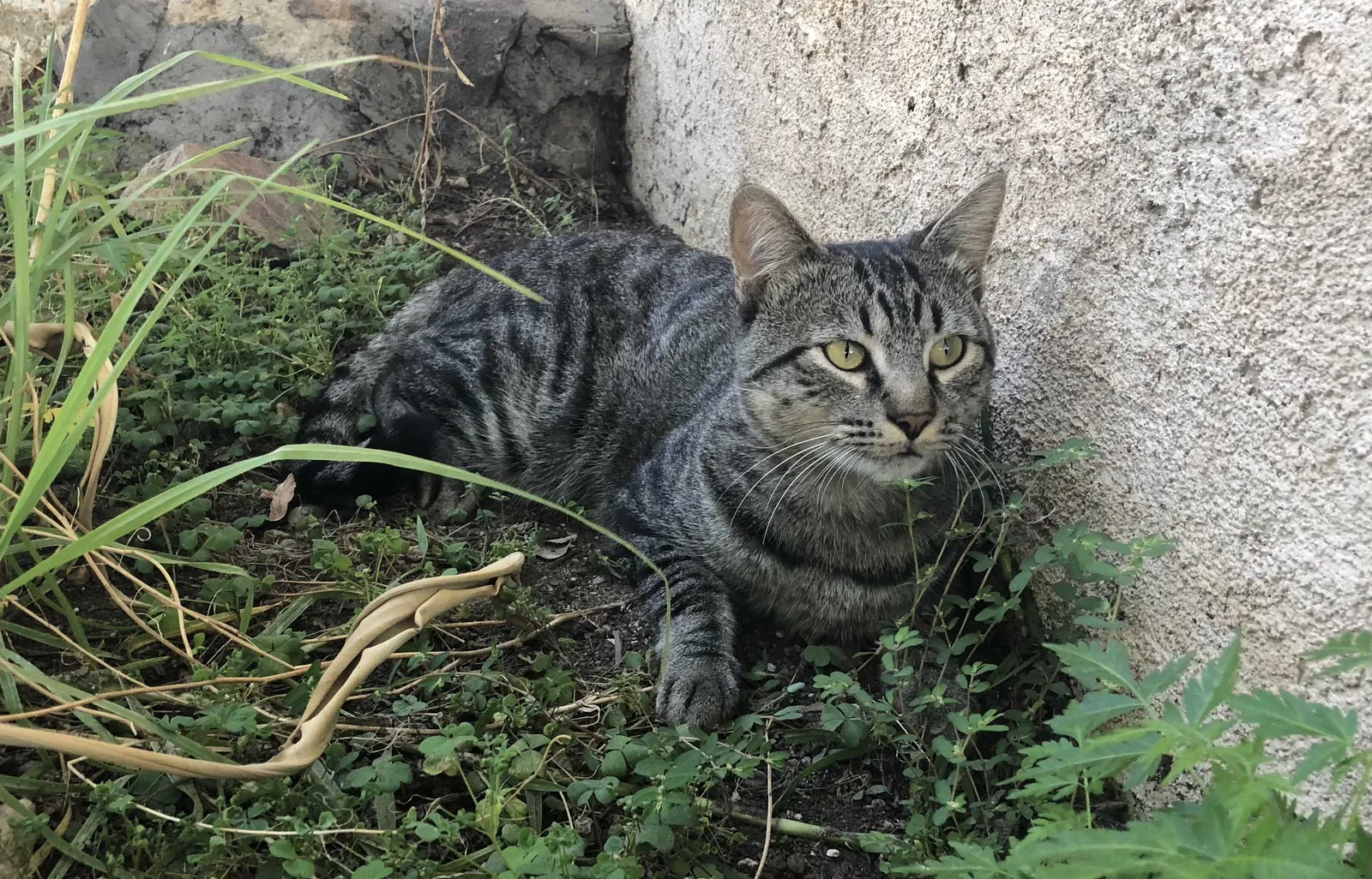 Lost cat in Bloomington, CA, 92316