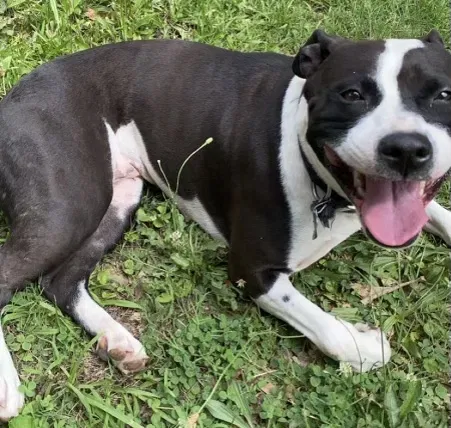 Lost dog in Forest Park, GA, 30297