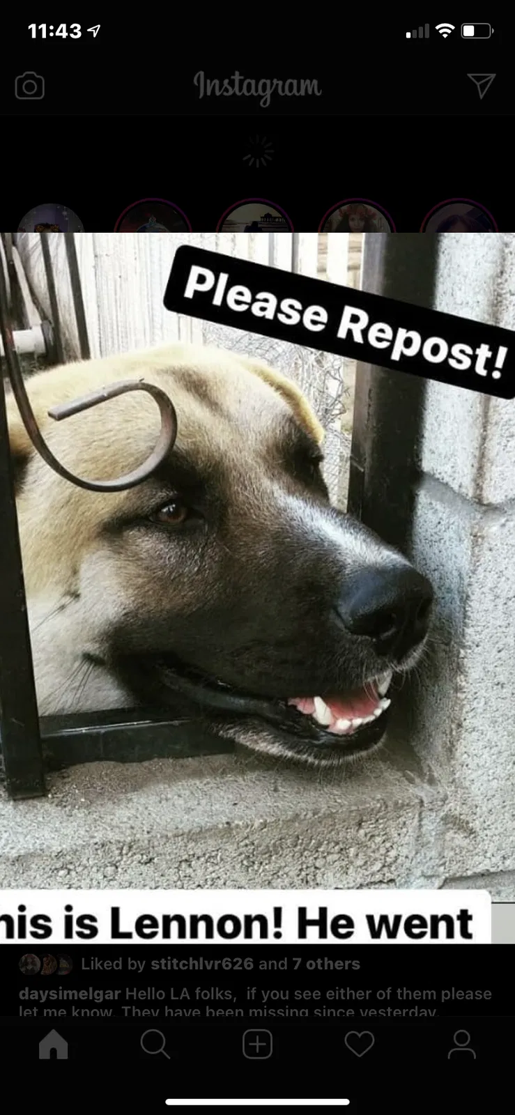 Lost dog in Los Angeles, CA, 90059