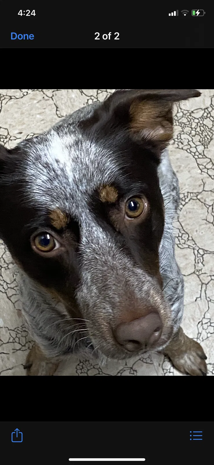 Lost dog in San Antonio, TX, 78233