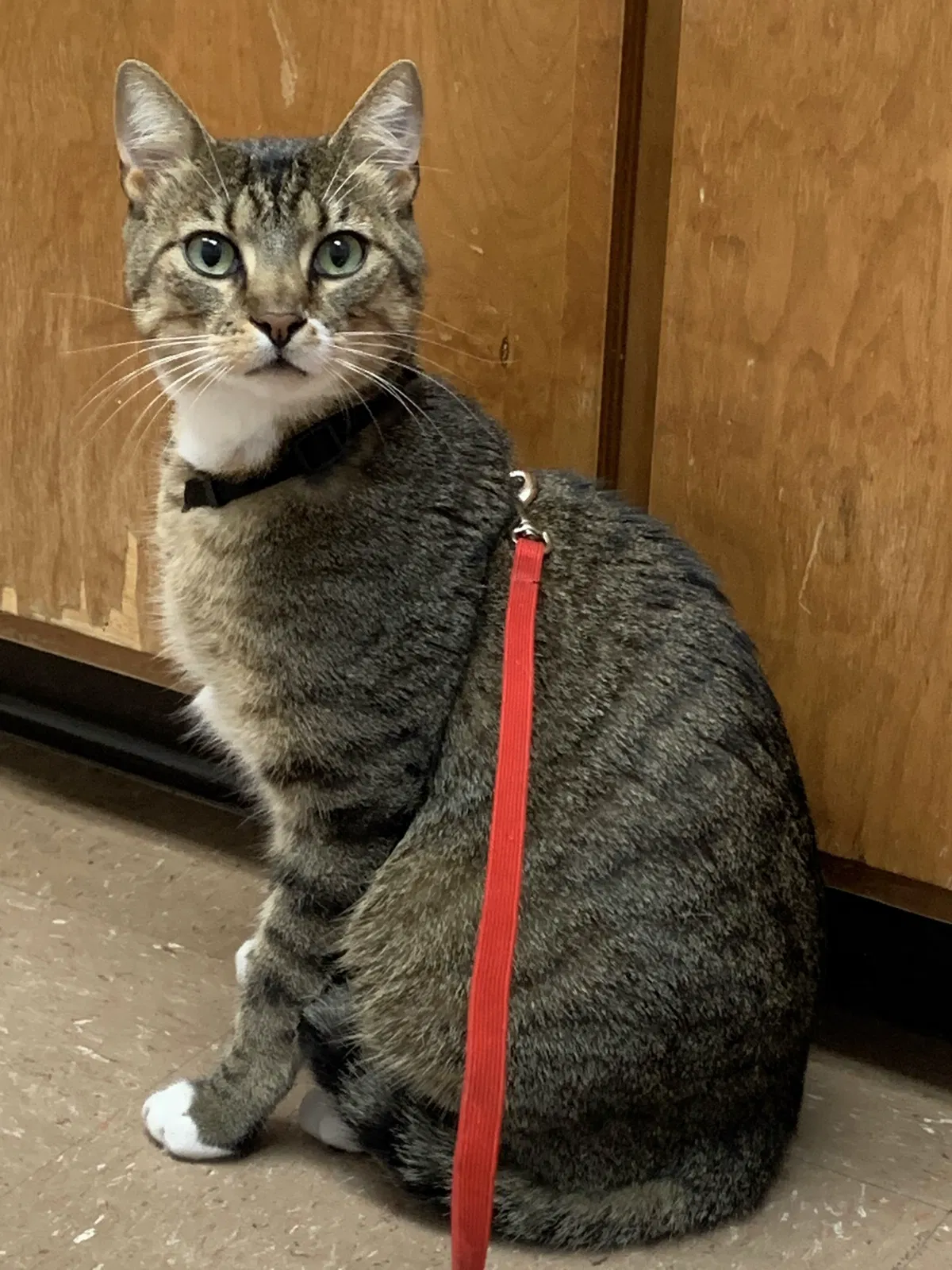 Lost cat in Fort Belvoir, VA, 22060