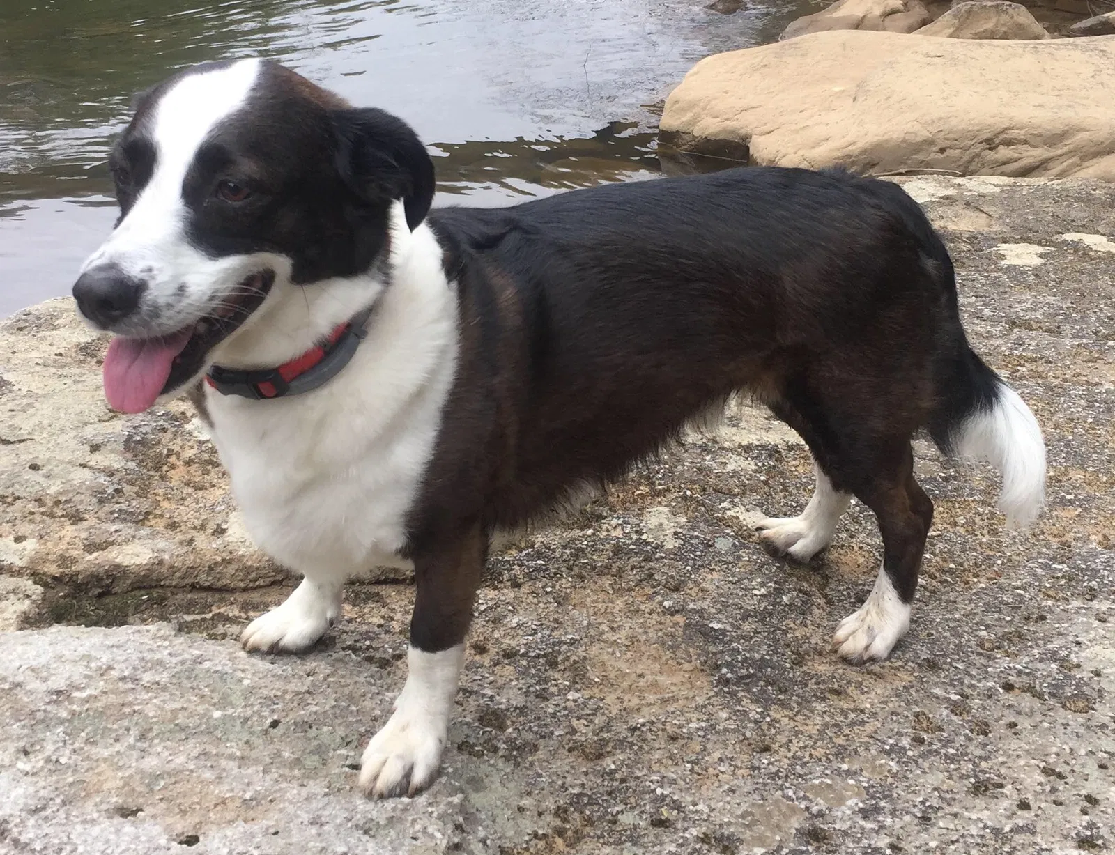 Lost dog in Tampa, FL, 33602