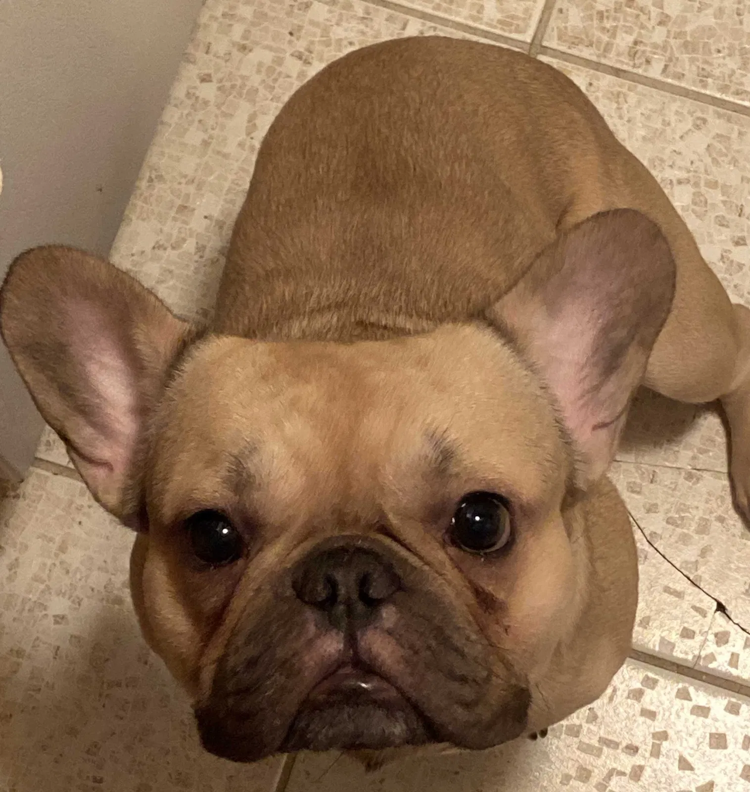 Lost dog in Corona, NY, 11368