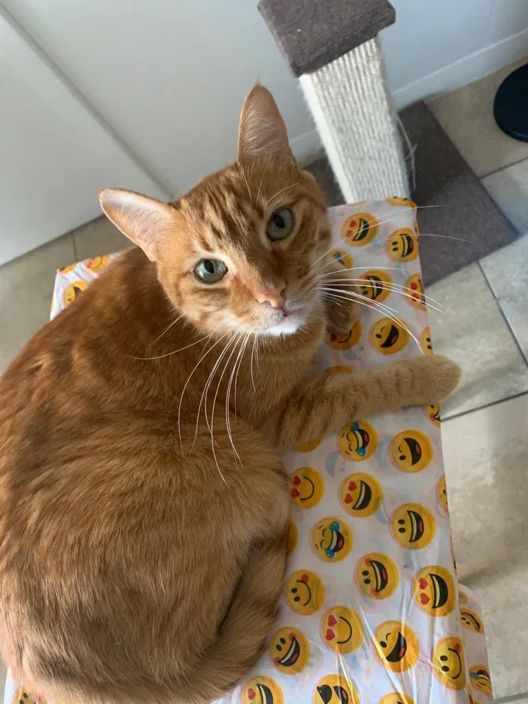Lost cat in Hollywood, FL, 33025