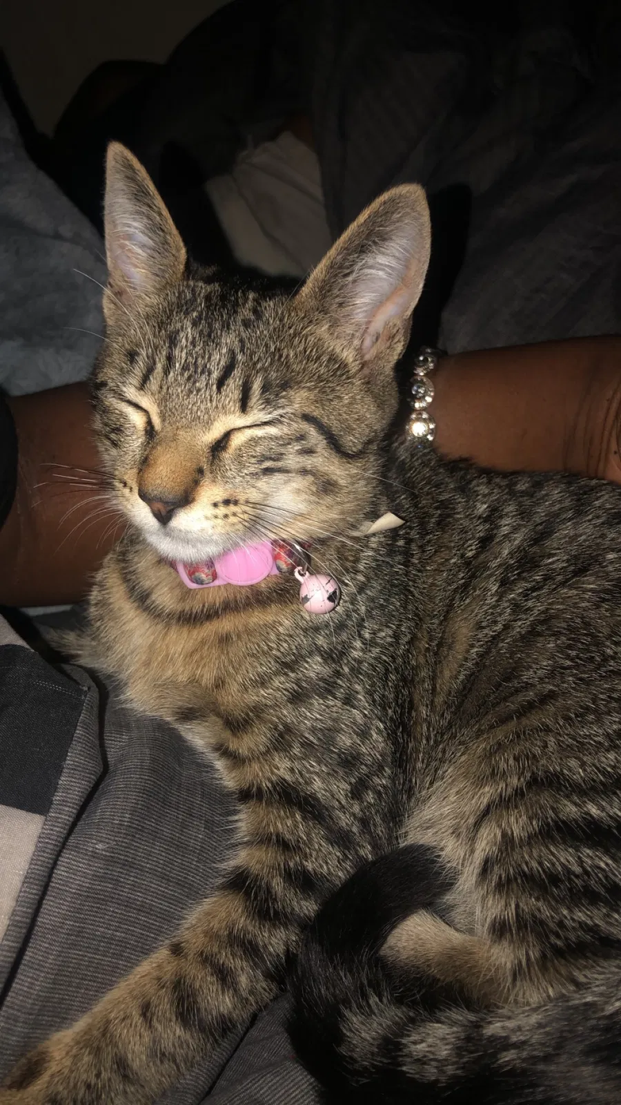 Lost cat in Tampa, FL, 33613