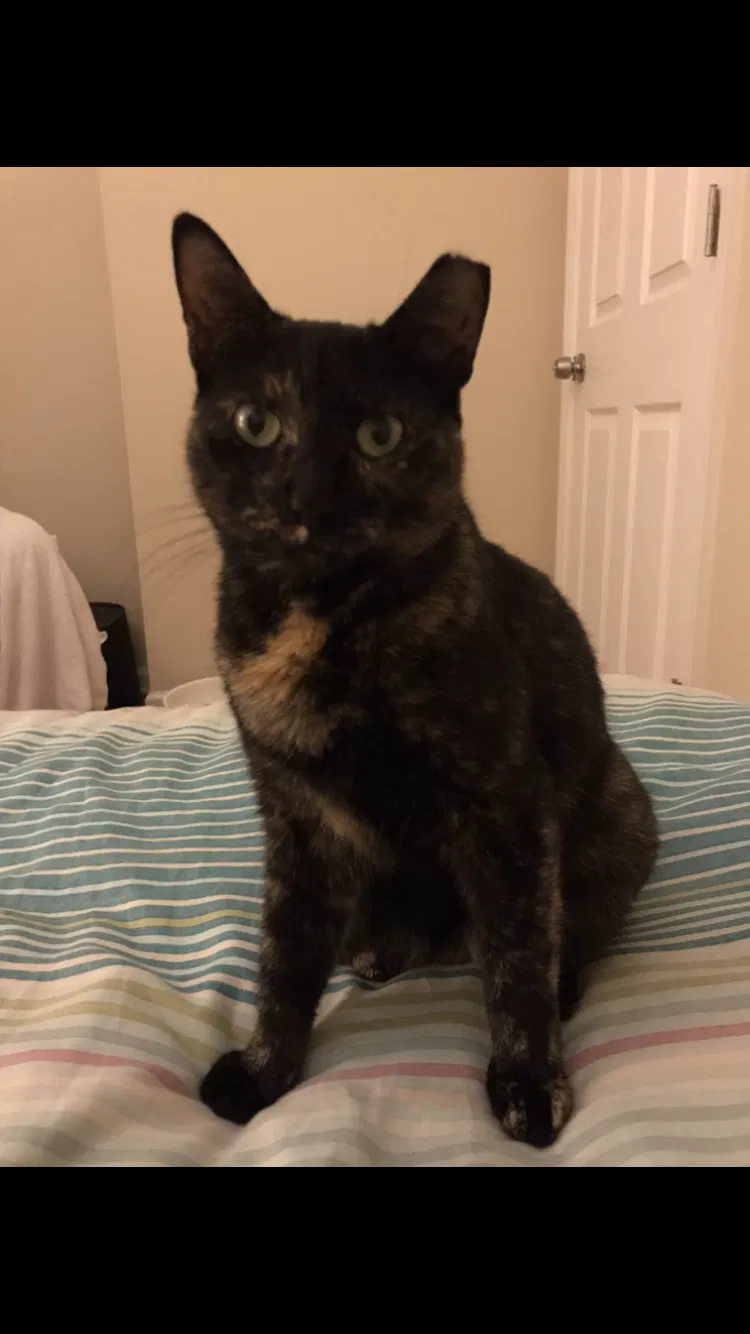Lost cat in Philadelphia, PA, 19146