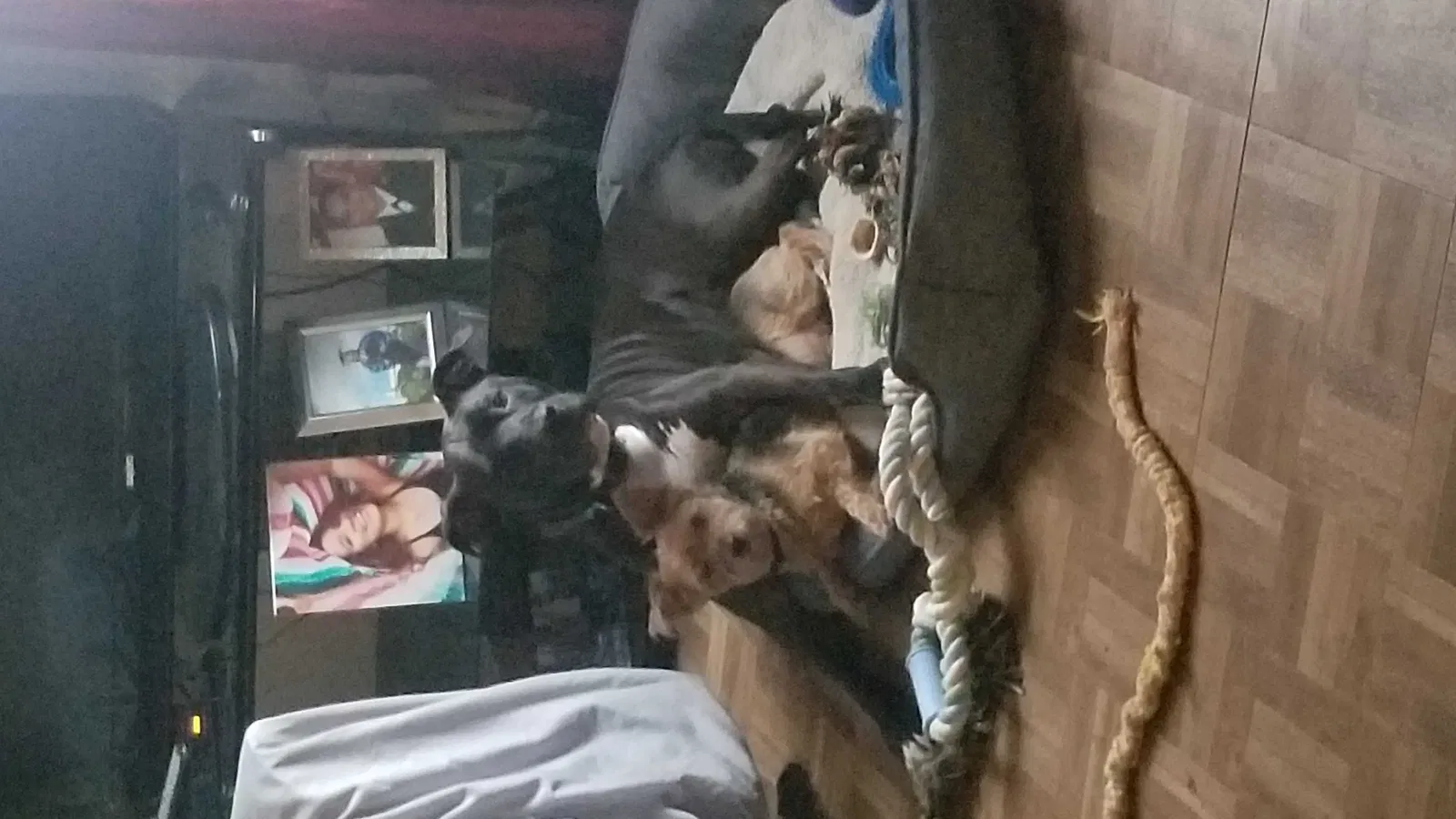 Lost dog in Tampa, FL, 33619