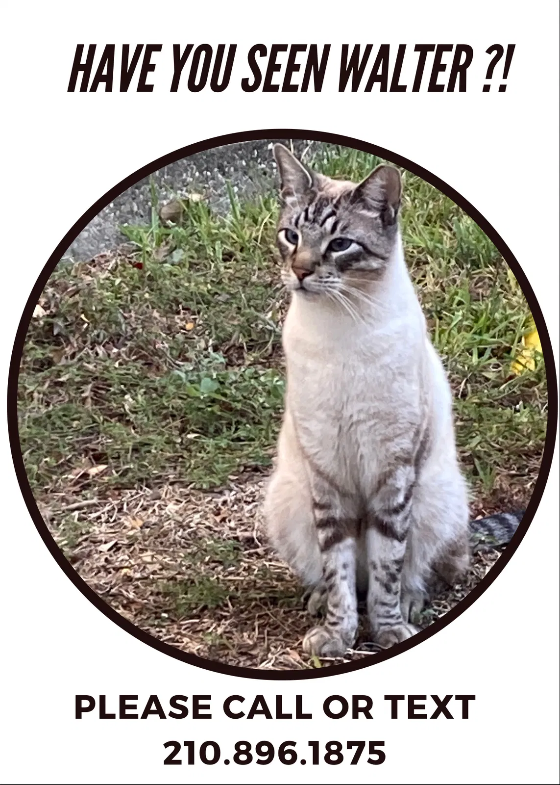 Lost cat in San Antonio, TX, 78217