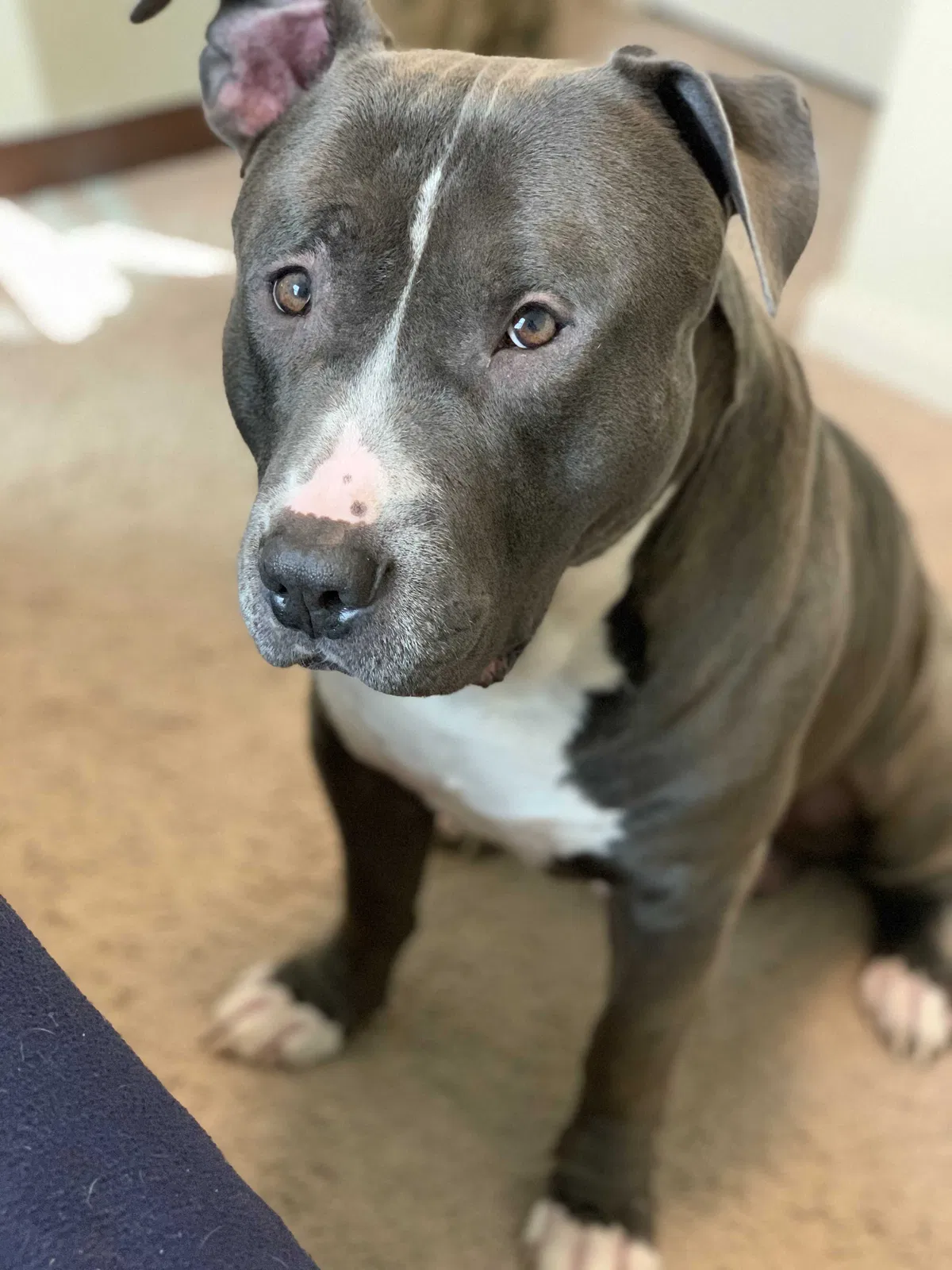 Lost dog in Jarrell, TX, 76537