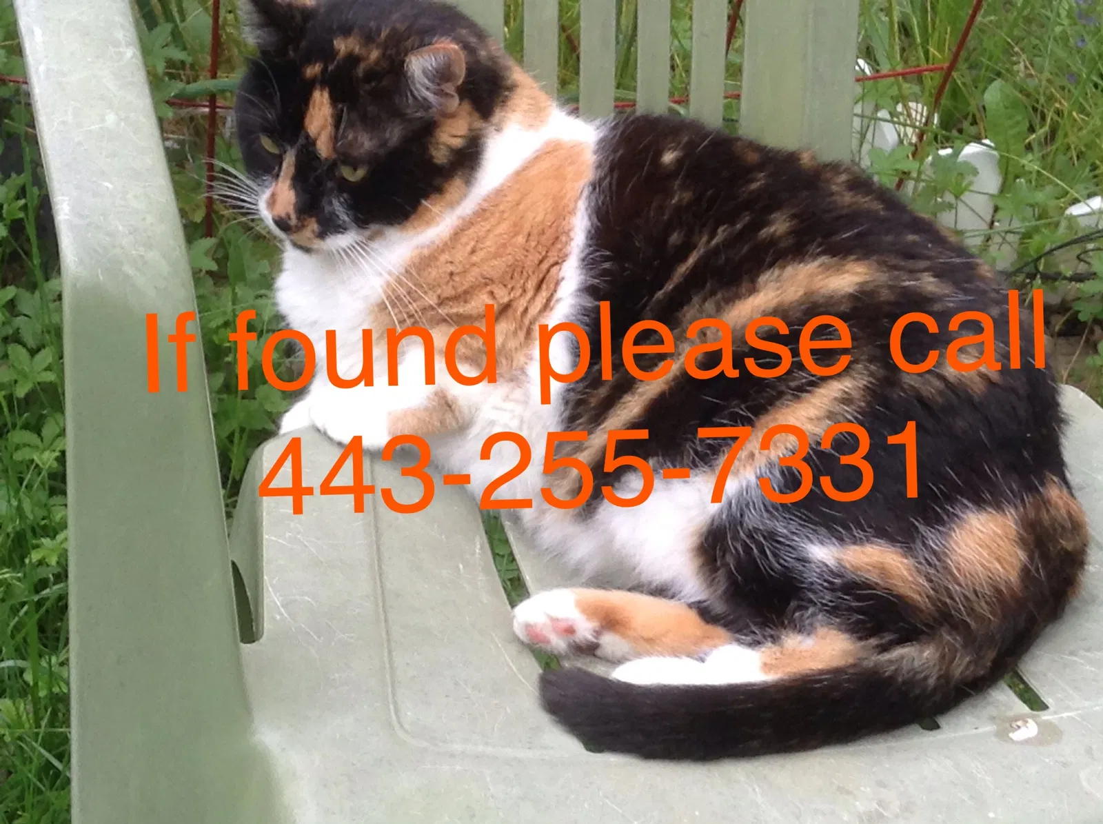 Lost cat in Baltimore, MD, 21209