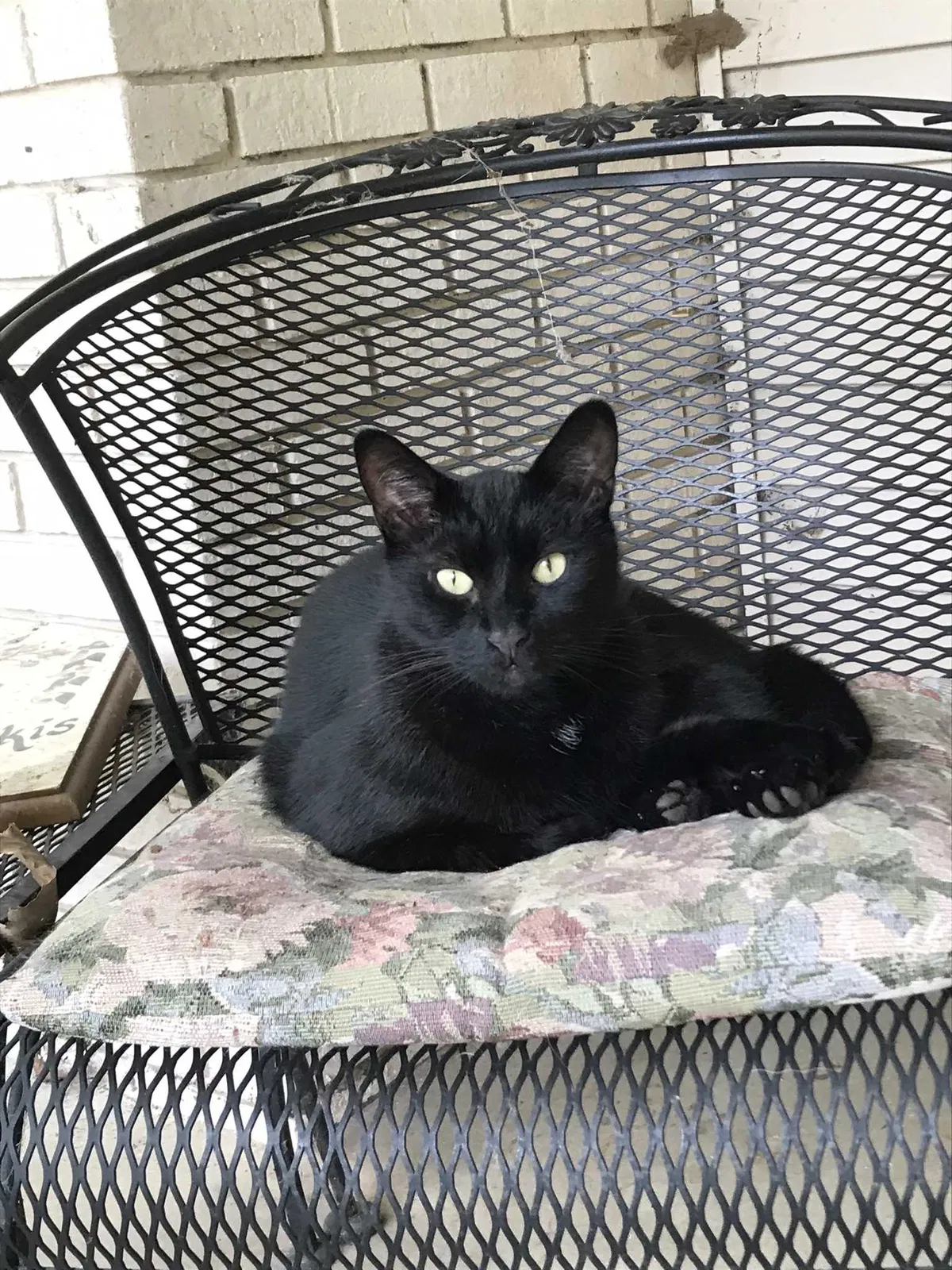 Lost cat in Commerce Township, MI, 48382