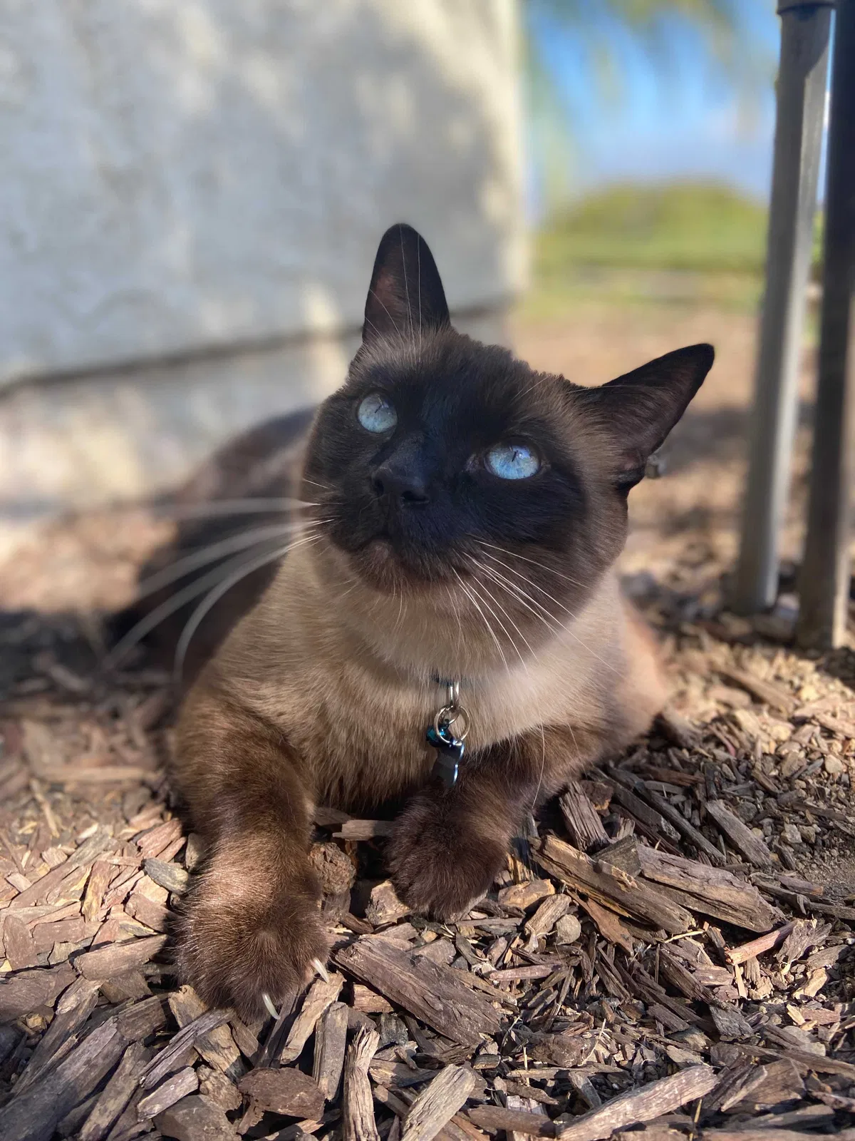 Lost cat in West Covina, CA, 91791