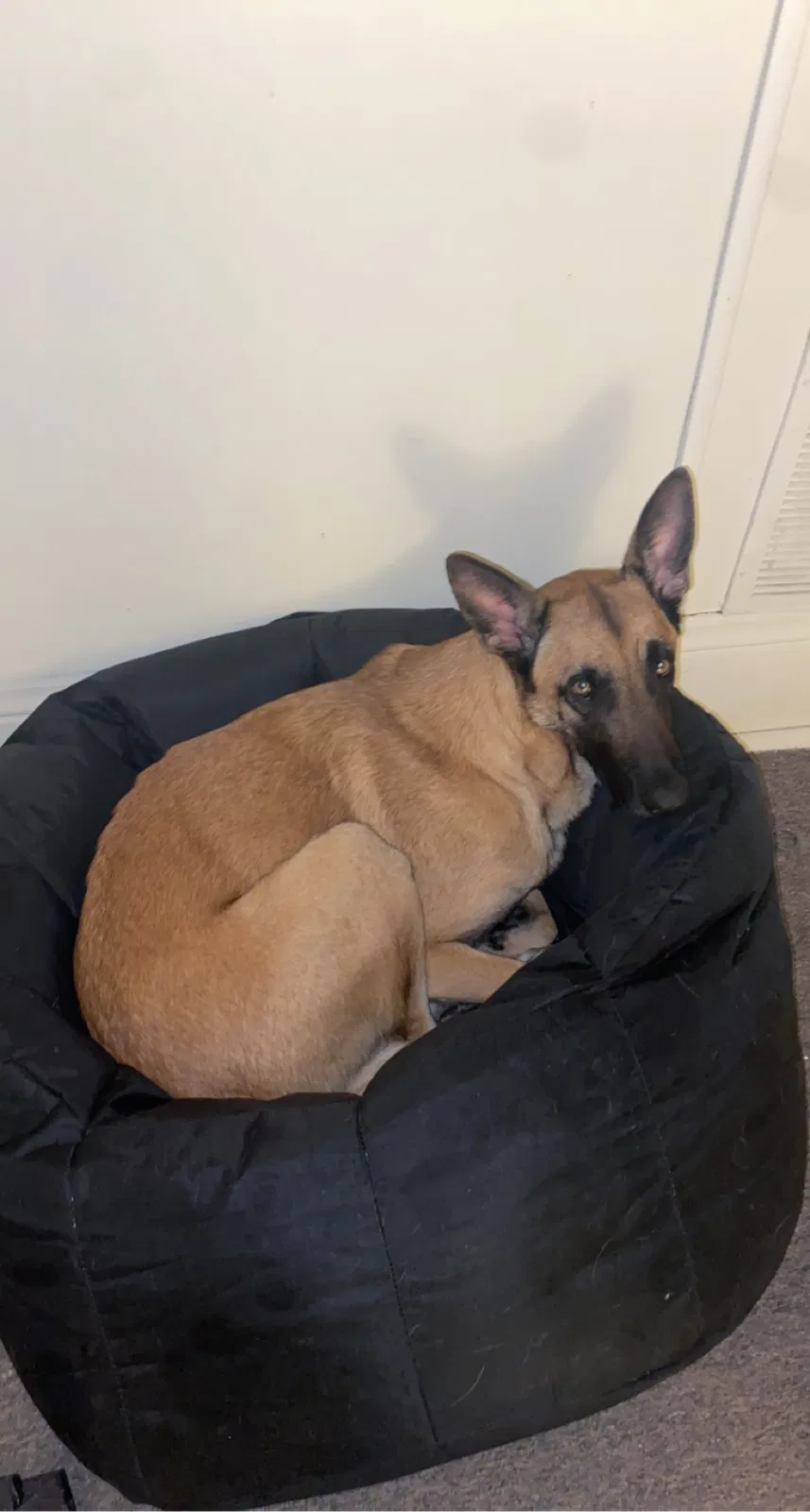 Lost dog in Arnold, MO, 63010