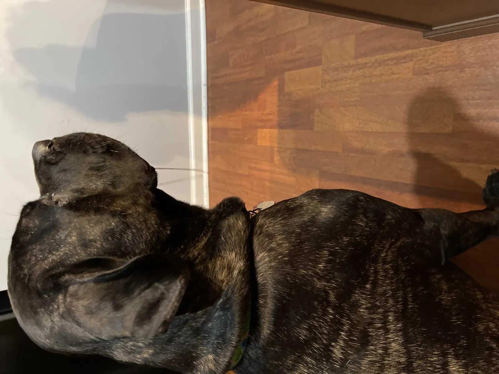 Lost dog in Atlanta, GA, 30341