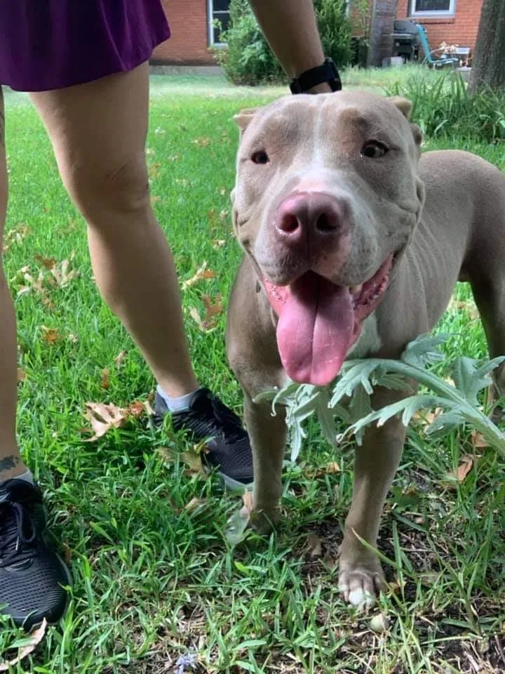 Lost dog in Austin, TX, 78723