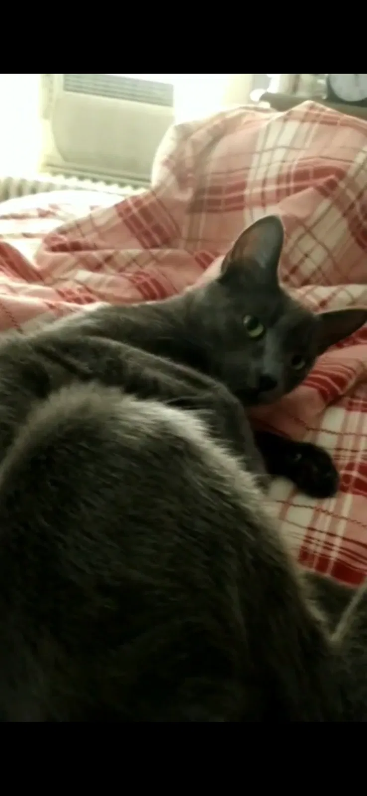 Lost cat in Lansdale, PA, 19446