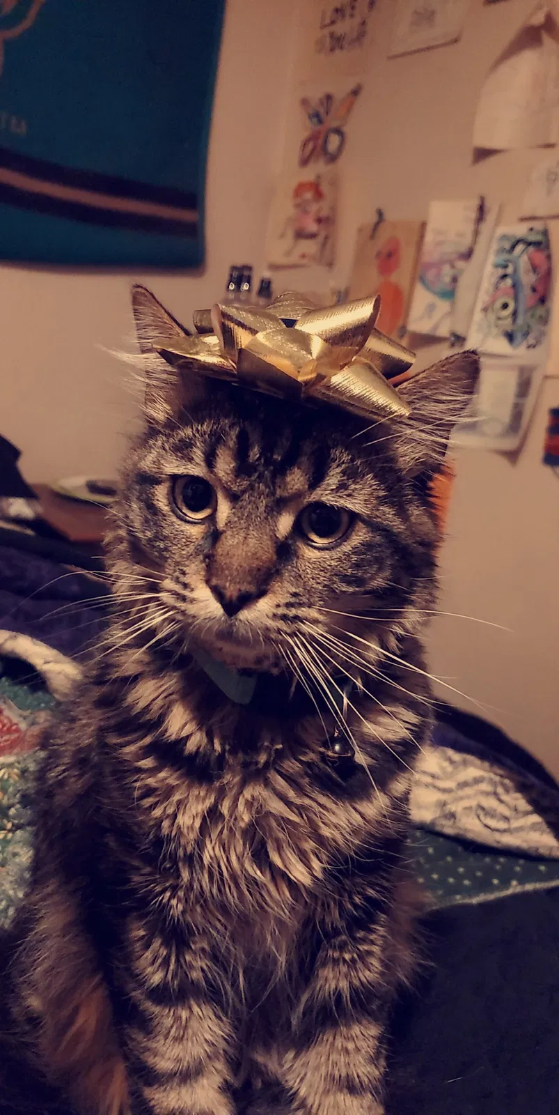 Lost cat in Rio Rancho, NM, 87144