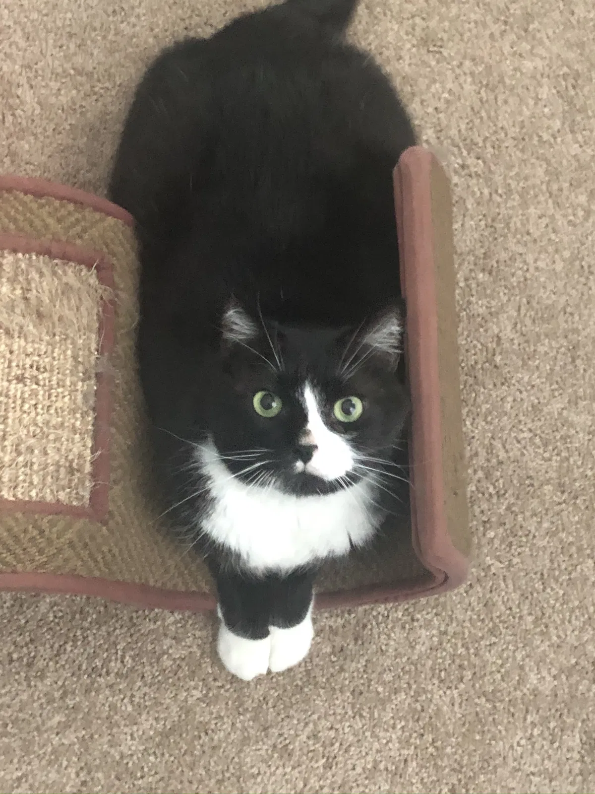 Lost cat in Richmond, VA, 23235