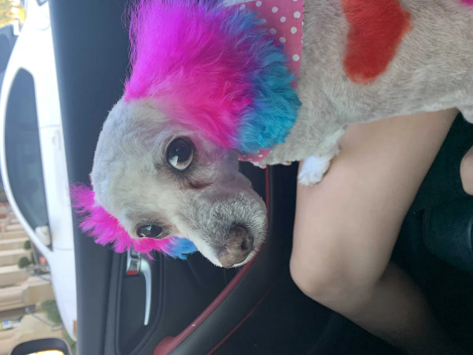 Lost dog in North Las Vegas, NV, 89084