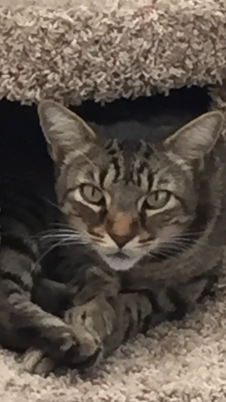 Lost cat in Simi Valley, CA, 93065