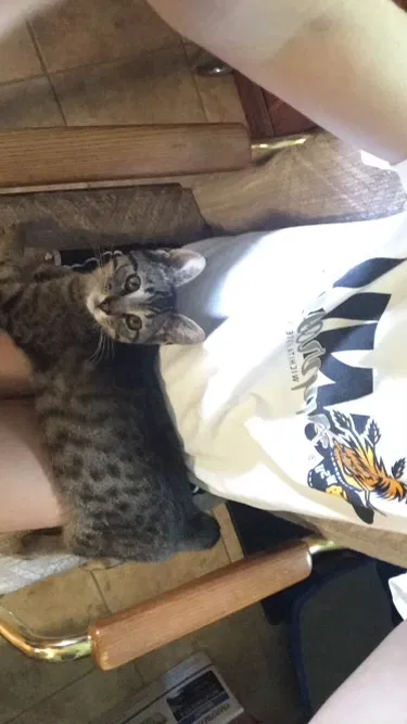 Lost cat in Haysville, KS, 67060